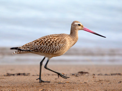 An image of a bar tailed godwit bird
