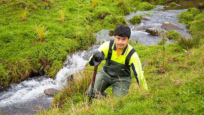 Pūnui River Care had a contract for 80,000 plants as part of Clean Streams 2020.