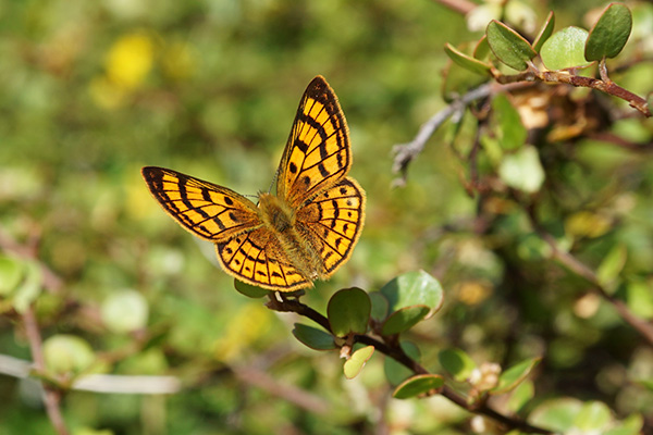 WRC/NewsPoint_BiodiversityTile.jpg