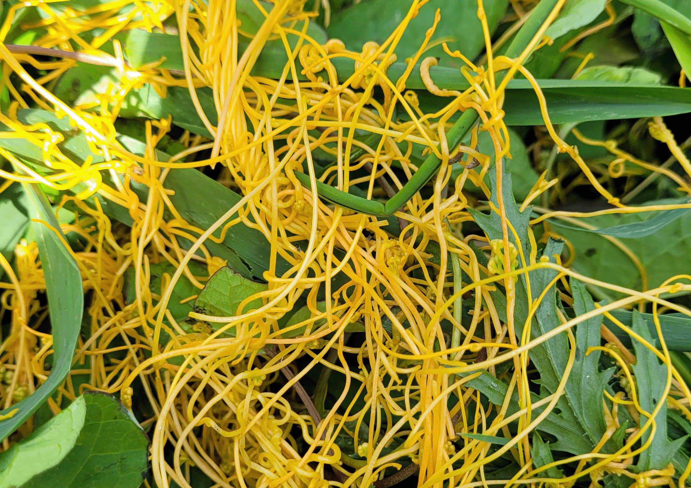 Image- Golden dodder