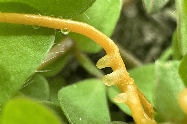 Image- Golden dodder