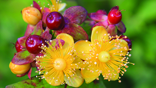 Image - Tutsan