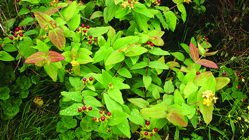 Image - Tutsan
